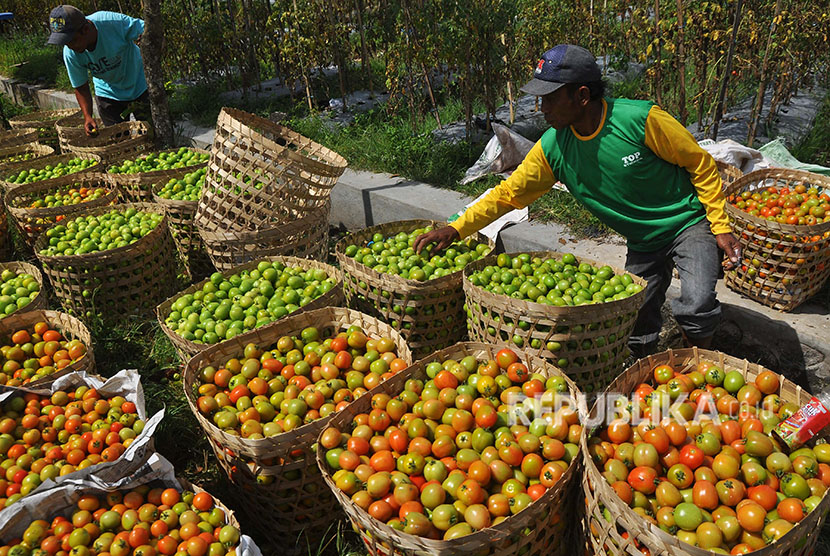 Warga menyortir buah tomat yang baru dipanen (ilustrasi)
