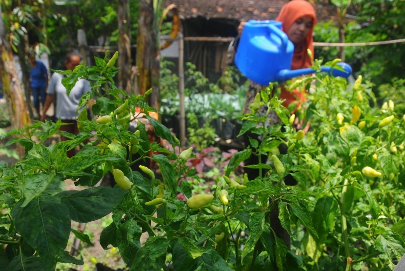 Warga merawat tanaman cabai yang ditanam di halaman rumah di Kemudo, Prambanan, Klaten, Jawa Tengah, Selasa (10/1).