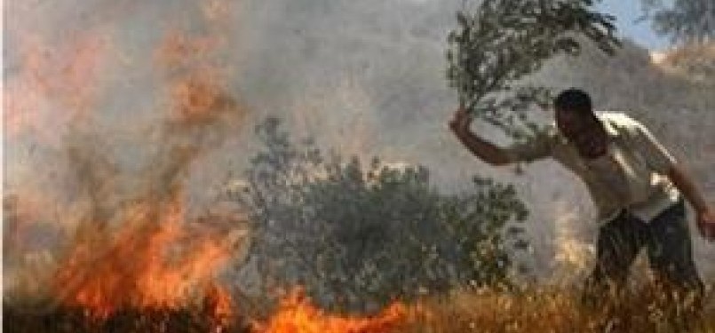 Warga Palestina mencoba memadamkan api yang membakar lahan dan kebun zaitun mereka.