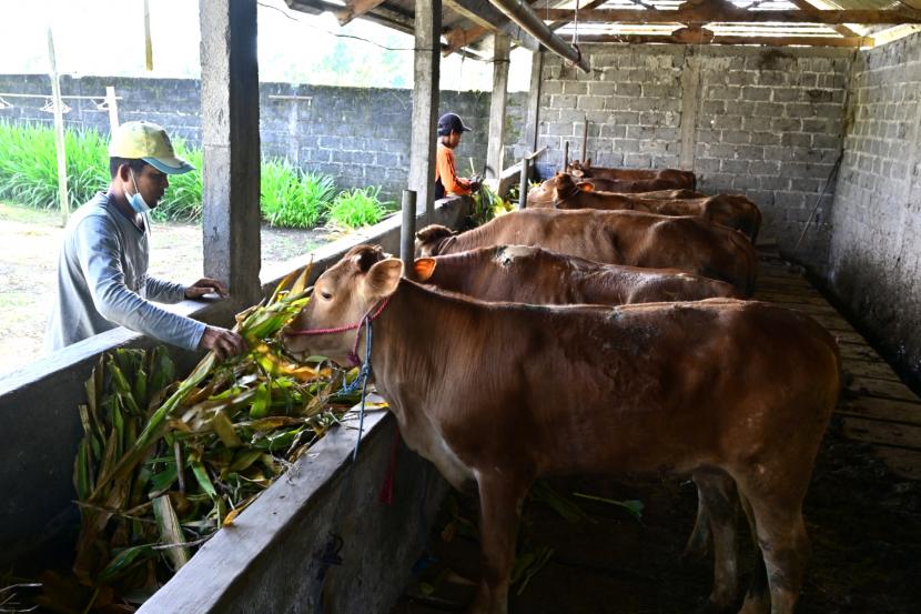 Sebagian dari 1.000 ekor sapi bantuan Kementerian Pertaniandi Kabupaten Penajam Paser Utara (PPU), Kalimantan Timur, yang diterima peternak pada Januari 2022, mulai memperoleh hasil baik dari program pengembangan maupun penggemukan. (ilustrasi)