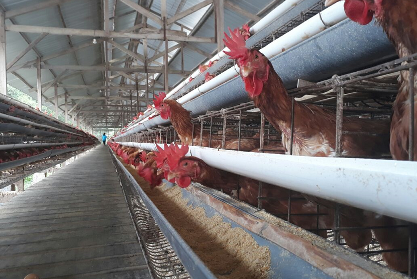 Waringin Farm, salah satu peternakan ayam di Dusun Ngelo, Kelurahan Getasan, Kabupaten Semarang yang konsisten mengaplikasikan Biosekuriti tiga zona binaan The Food and Agriculture Organization of the United Nations (FAO) dan Petugas Pelayanan Veteriner Unggas Komersial (PVUK) Senin, (6/11).