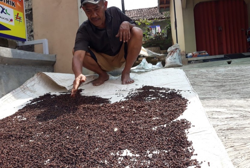 Wawan Suwanda (50 tahun) petani cengkih asal Kampung Margasari, Desa Garokgek, Kecamatan Kiara Pedes, Purwakarta, sedang menjemur komoditi unggulan wilayah tersebut, Rabu (18/7). 