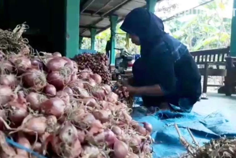 Wijiyati, satu dari sekian banyak petani bawang di Kabupaten Bantul, Jawa Tengah