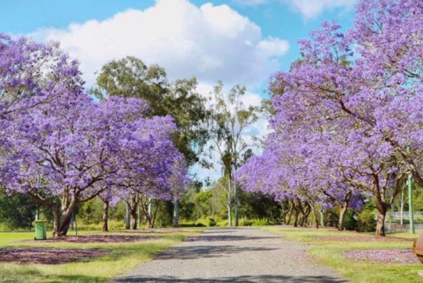 Wilayah Goodna di negara bagian Queensland terkenal akan jalan setapak yang dipenuhi pohon Jacaranda.
