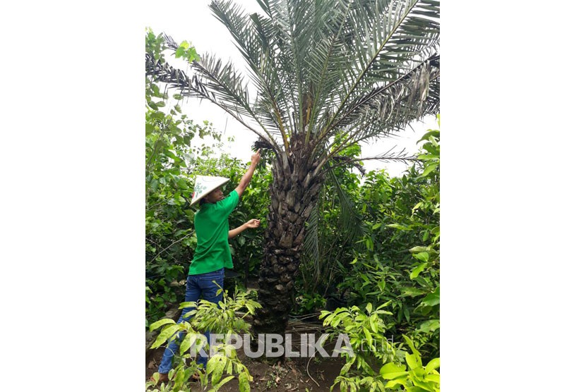 Di Yogya Ada Kebun Dengan 350 Spesies Buah Langka Republika Online 3201