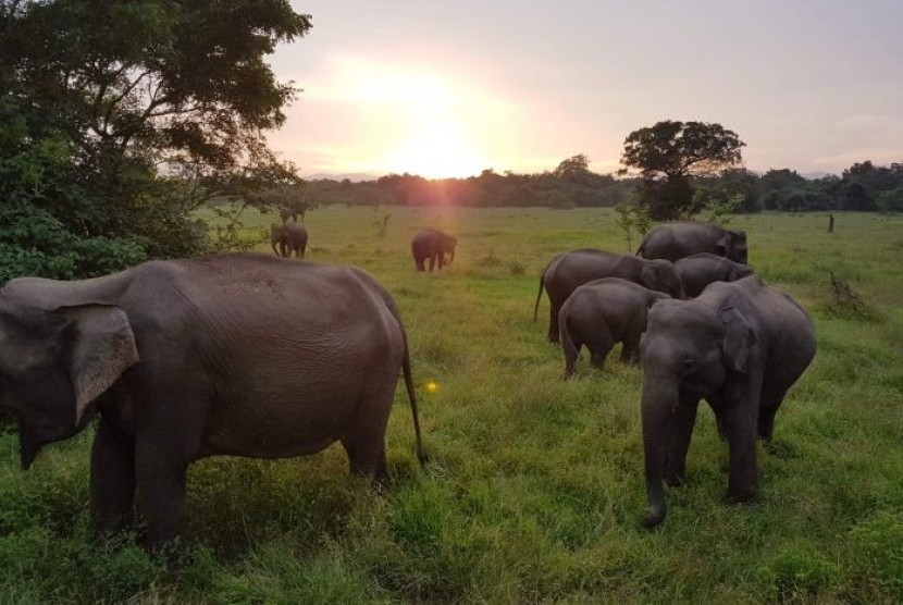  Wisata alam melihat gajah adalah salah satu daya tarik di Sri Lanka. 