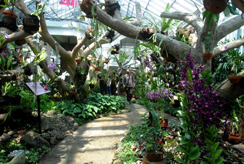 Koleksi bunga anggrek di Griya Anggrek, Kebun Raya Bogor, Jawa Barat, Rabu (18/5/2022). 