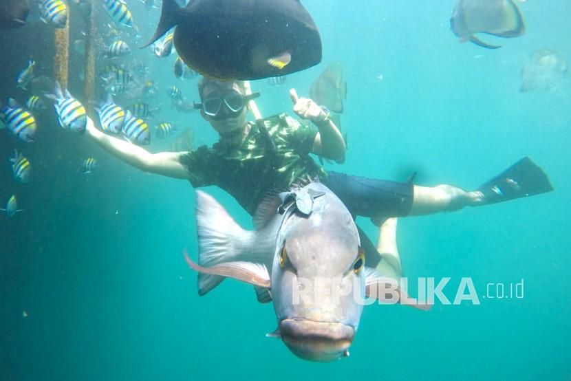 Wisatawan berenang bersama ikan di Pantai Bangsring, Banyuwangi, Jawa Timur, Rabu (9/3/2022). Pantai yang menjadi zona konservasi terumbu karang sejak tahun 2009 itu, saat ini luasnya sudah mencapai sekitar 15 hektarw dan menjadi tempat wisata yang menawarkan keindahan berbagai biota laut.