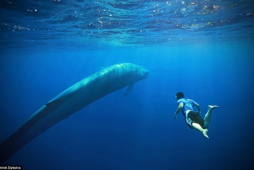 Berenang dengan Paus Terbesar Dunia dalam Tur Bawah Laut, Tertarik? |  Republika Online Mobile