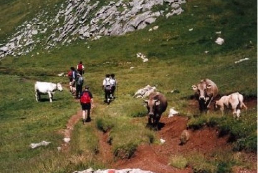 Wisatawan di antara sapi-sapi yang tengah merumput