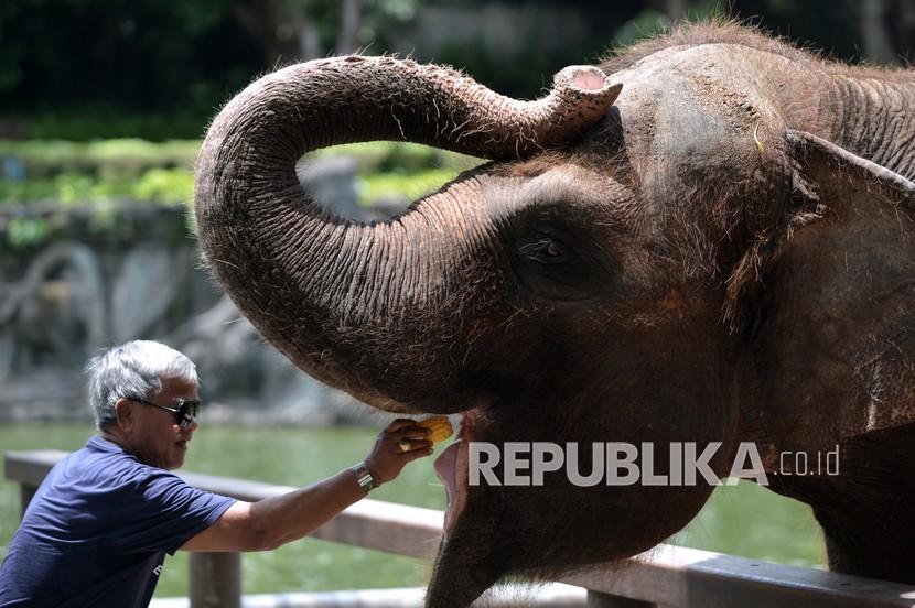 Wisatawan domestik memberi makan gajah saat mengunjungi Bali Zoo, Gianyar, Bali.