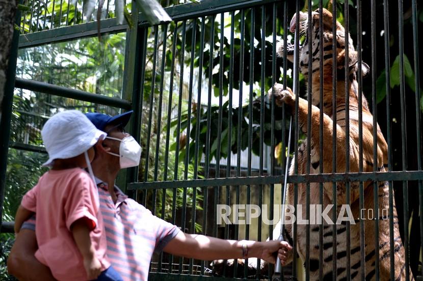 Wisatawan domestik memberi makan Harimau Benggala saat mengunjungi Bali Zoo, Gianyar, Bali, Ahad (24/10/2021). Kunjungan wisatawan ke kebun binatang tersebut terus meningkat dengan rata-rata kunjungan sekitar 1.000 orang wisatawan per hari saat libur akhir pekan, setelah sebelumnya sempat ditutup pada bulan Juli 2021 hingga pertengahan bulan September lalu sebagai upaya menekan penyebaran COVID-19. 