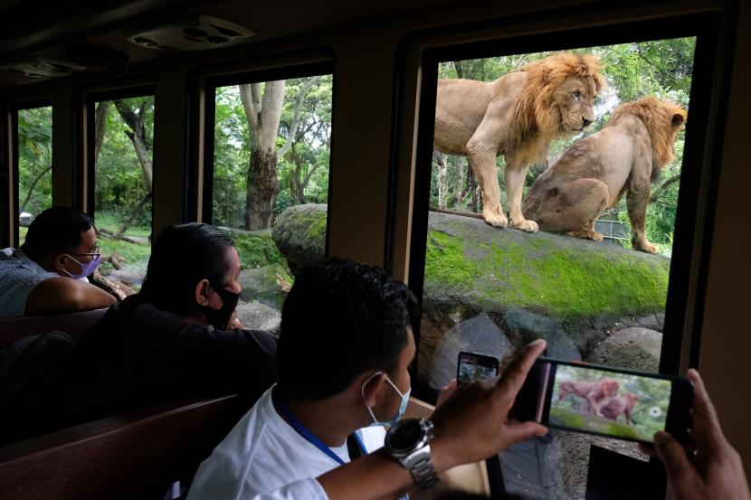 Wisatawan melihat singa dari dalam bus saat mengunjungi objek wisata kebun binatang di Bali Safari and Marine Park, Gianyar, Bali, Rabu (29/12/2021). Wisatawan mulai kembali berkunjung ke taman safari di Bali itu sejak pelonggaran syarat perjalanan. 