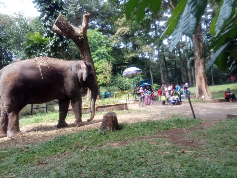 Wisatawan memadati objek wisata Kebun Binatang Bandung selama liburan panjang, Senin (17/8). 