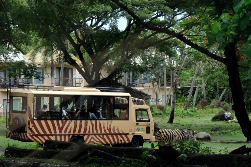 Bayi-Bayi Satwa di Bali Safari Park Lahir Menjelang Akhir 2021. Wisatawan menaiki bus keliling saat mengunjungi objek wisata kebun binatang di Bali Safari and Marine Park, Gianyar, Bali, Rabu (29/12/2021). Jumlah kunjungan wisatawan di kebun binatang tersebut selama liburan natal dan tahun baru mengalami peningkatan mencapai 1.200 orang per hari dengan tetap menerapkan protokol kesehatan yang ketat.