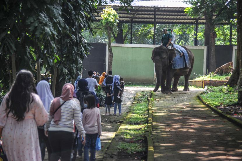 Wisatawan menaiki gajah tunggang di Bandung Zoological Garden (Bazoga), Bandung, Jawa Barat, Sabtu (15/5/2021). Selama libur Idul Fitri 1442 H, pengelola Bazoga menargetkan enam ribu kunjungan wisatawan per hari selama 10 hari.