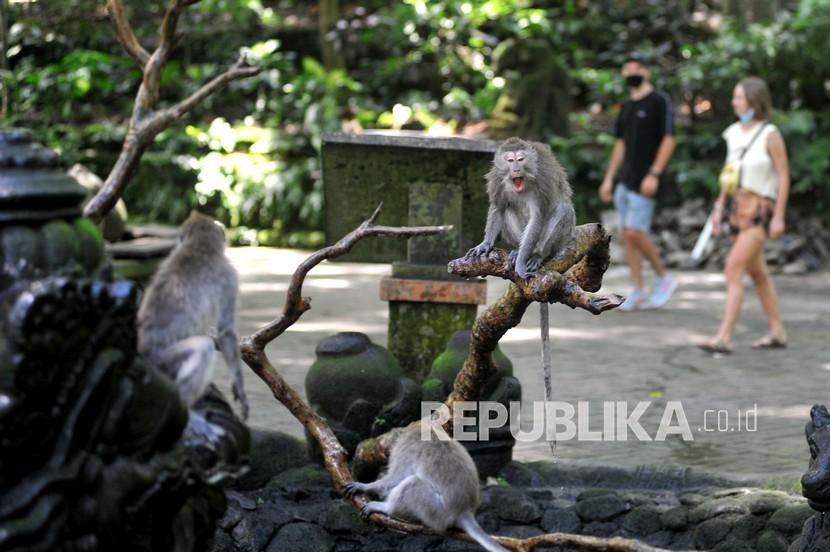 Wisatawan mengamati kera ekor panjang (Macaca fascicularis) saat mengunjungi Monkey Forest Ubud, Gianyar, Bali, Kamis (5/11/2020). Objek wisata unggulan di kawasan Ubud tersebut resmi dibuka kembali untuk kunjungan wisatawan setelah sempat ditutup sejak akhir bulan Maret lalu akibat pandemi COVID-19. 