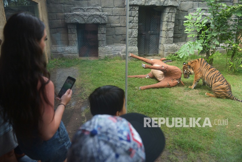 Wisatawan menyaksikan Harimau Sumatra (Panthera Tigris Sumatrae) bernama Pandeka mencari daging dalam boneka rusa saat dilatih kemampuan berburunya di Bali Zoo, Gianyar, Bali, Senin (29/7/2019).