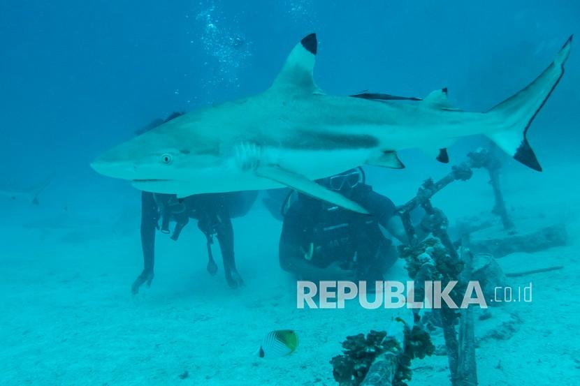 Wisatawan menyaksikan Hiu Sirip Hitam (Carcharhinus limbatus) saat melakukan penyelaman bersama pemandu dari pusat selam Shark Diving Indonesia di perairan Pulau Mitita, Morotai, Maluku Utara, Kamis (9/9/2021). Morotai merupakan salah satu dari 10 lokasi wisata unggulan dalam kelompok Bali Baru.