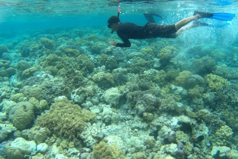 Wisatawan menyelam di titik selam Mari Mabuk, Pulau Tomia, Waha, Tomia, Wakatobi, Sulawesi Tenggara. Dampak Corona terhadap pariwisata Wakatobi dinilai belum begitu signifikan. (ilustrasi) 