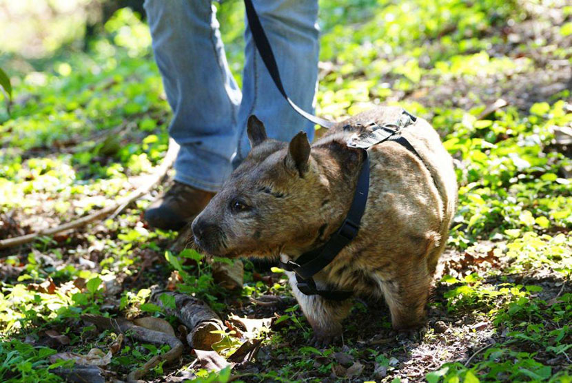 Wombat Australia Selatan yang berbulu bagian hidungnya, bernama Katie, sedang diajak berjalan-jalan pagi oleh petugas Kebun Binatang Rockhampton.