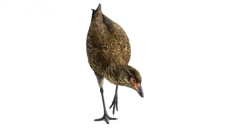 Wonderchicken, burung yang diyakini sebagai tertua di dunia berusia 66 juta tahun.(plants and animal via ilfscience)