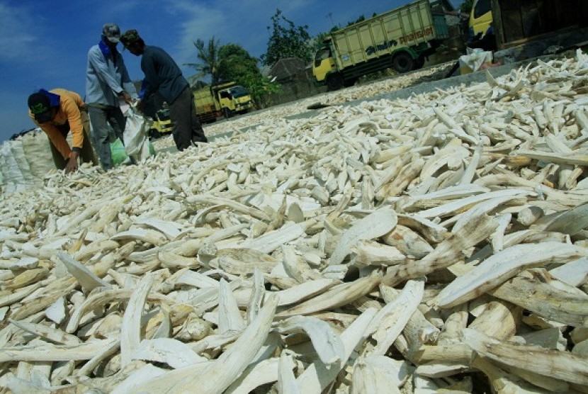 Workers dry gaplek (sliced dried cassava) di Sragen, Central Java. According to Indonesia Statistic Agency (BPS), the export of gaplek shows increase year by year. (illustraion)  