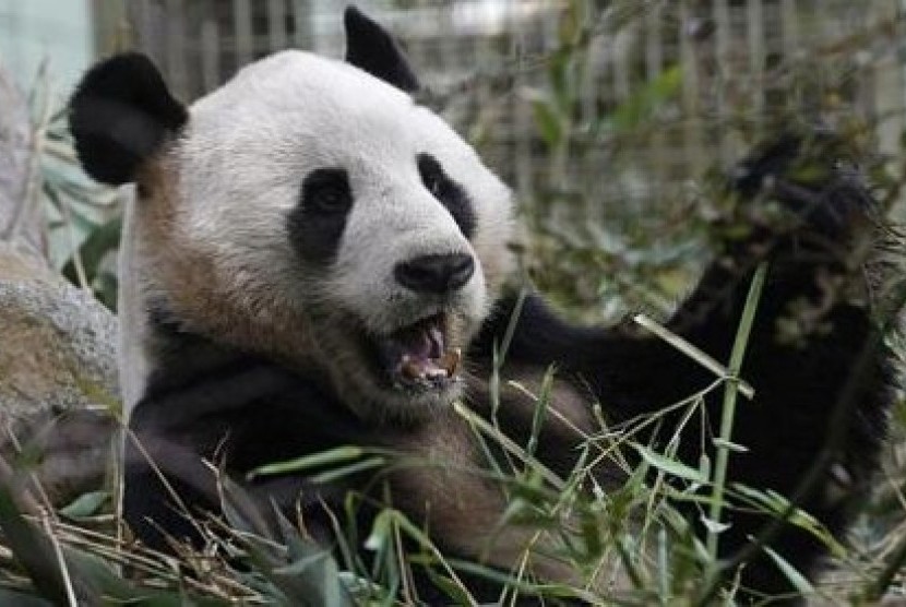 Yang Guang, panda jantang yang dimaksudkan untuk mengawini Tian Tian, namun ditolak.