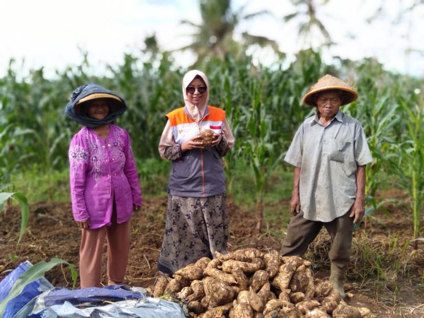 Yasminto salah satu Penerima Manfaat dari Rumah Zakat memanen ubi manis yang telah empat bulan Ia rawat.  Kegiatan panen ini telah Ia kerjakan sejak Selasa (8/12) bersama sang istri.