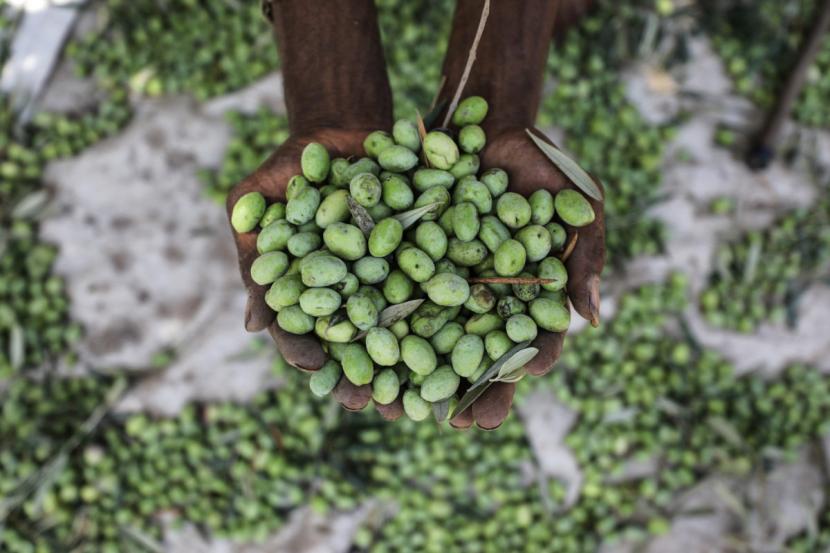 Zaitun terlihat setelah dipetik petani saat musim panen di Kota Gaza, Gaza pada 2 Oktober 2018. Petani Palestina di Jalur Gaza berharap dapat mengekspor buah zaitun dan minyak zaitun ke pasar Arab setelah musim panen tahun ini.