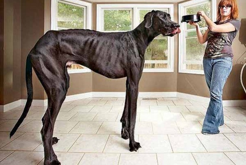 Zeus, anjing terbesar di dunia (Ilustrasi)