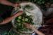 Sejumlah warga memasukan beras ke dalam cangkang ketupat. Membuat sayur untuk ketupat Lebaran tidak melulu harus memakai labu siam. Bisa dengan sayur godog pepaya muda sebagai alternatif menu berkuah.