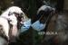 Dua kambing untuk keperluan kurban dipasangi masker oleh pedagang saat dijual di Pucang Sawit, Solo, Jawa Tengah, Ahad (11/7/2021). Selain untuk menarik minat pembeli kambing kurban, aksi tersebut sebagai bentuk kampanye pemakaian masker bagi warga yang beraktivitas di luar rumah selama PPKM Darurat guna mencegah penyebaran COVID-19