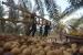 Petani Palestina mengatur kurma yang dipanen di ladang kurma 