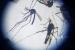 Nyamuk Aedes aegypti ber-wolbachia dewasa terlihat dari mikroskop (ilustrasi).