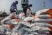 Pekerja saat bongkar muat beras impor di Pelabuhan Tanjung Priok, Jakarta, Kamis (12/10/2023). 