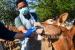 Dokter hewan memeriksa kondisi kesehatan sapi.
