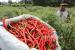 Petani memetik cabai merah saat panen di Desa Cot Seulamat, Samatiga, Aceh Barat, Aceh.