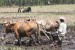 Dua petani membajak sawah dengan tenaga sapi (ilustrasi). Allah SWT menciptakan hewan untuk kepentingan umat manusia   