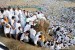   Jutaan jamaah haji seluruh dunia berkumpul di padang Arafah untuk melaksanakan wukuf yang merupakan salah satu rukun haji.