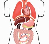 Anatomi tubuh. Ilustrasi