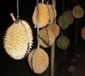 Durian, ilustrasi