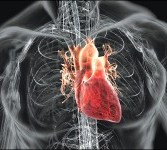 Jantung manusia
