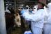Kementerian Pertanian (Kementan) melakukan monitoring sekaligus menggelar vaksinasi hewan-hewan ternak di CJM Farm, Jalan Pamagersari, Kecamatan Tanjungsari, Kabupaten Sumedang, Jawa Barat. Pelaksanaan vaksinasi ini merupakan rangkaian penanganan pemerintah dalam menekan penyakit mulut dan kuku (PMK).