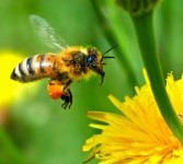 Lebah madu