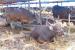 Menteri Pertanian (Mentan) Syahrul Yasin Limpo alias SYL mengatakan, ketersediaan hewan kurban selama Idul Adha 2021 ada sebanyak 1.767.522 ekor yang terdiri dari sapi, kerbau, kambing, dan domba.