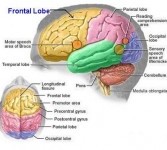 Otak besar (ilustrasi)