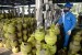 Pengisian LPG 3 Kg: Pekerja melakukan pengisian tabung Elpiji 3 Kg di SPBE Batavia Jaya Energi, Cakung, Jakarta Timur, Jumat (29/5). (Republika/ Yasin Habibi)