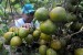 Manfaat Buah Jeruk. Foto: memeriksa buah jeruk siap panen di Desa Penaguan, Pamekasan, Jawa Timur, Kamis (15/8/2019).