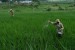 (ILUSTRASI) Petani menebarkan di lahan padi wilayah Kedu, Kabupaten Temanggung, Jawa Tengah.